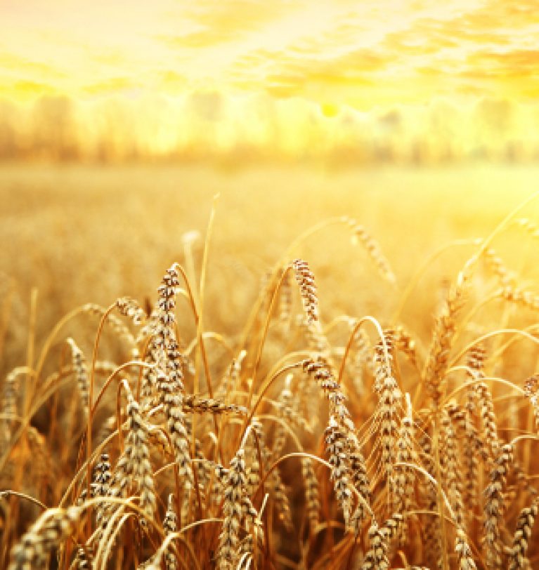 В Украине собрали почти 49 млн тонн зерна