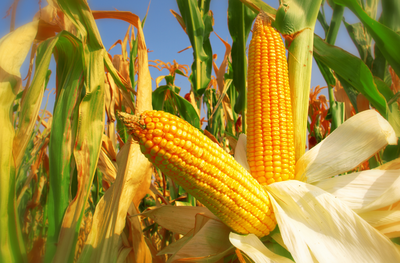 Доля украинской кукурузы на рынке Египта выросла до 36%
