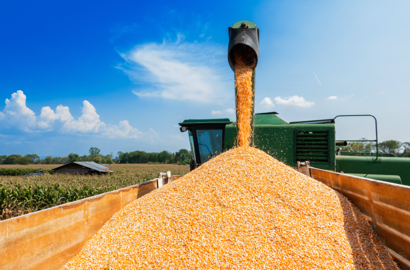 Экспорт украинской кукурузы вырос с начала сезона