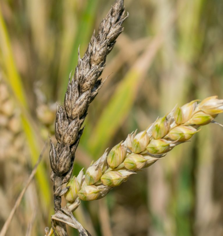 Дожди спровоцировали развитие болезней у зерновых культур