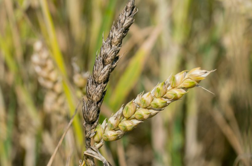 Дожди спровоцировали развитие болезней у зерновых культур