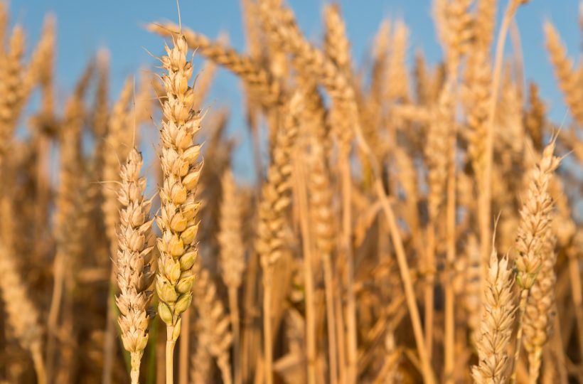 Урожай онлайн. Аграрии намолотили более 14 млн т зерна
