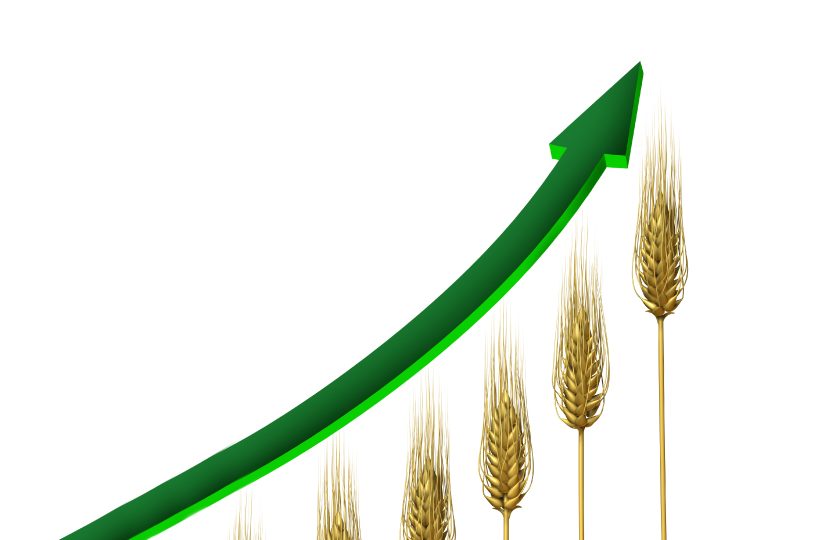 Пшеница продолжает расти в цене