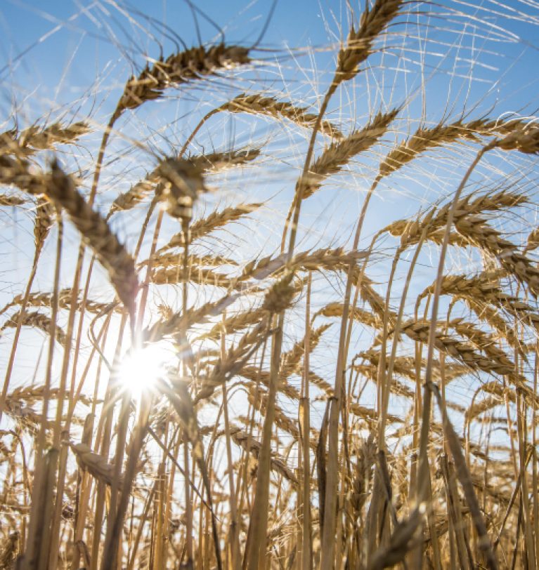 В Одесской области самая низкая урожайность пшеницы (данные)