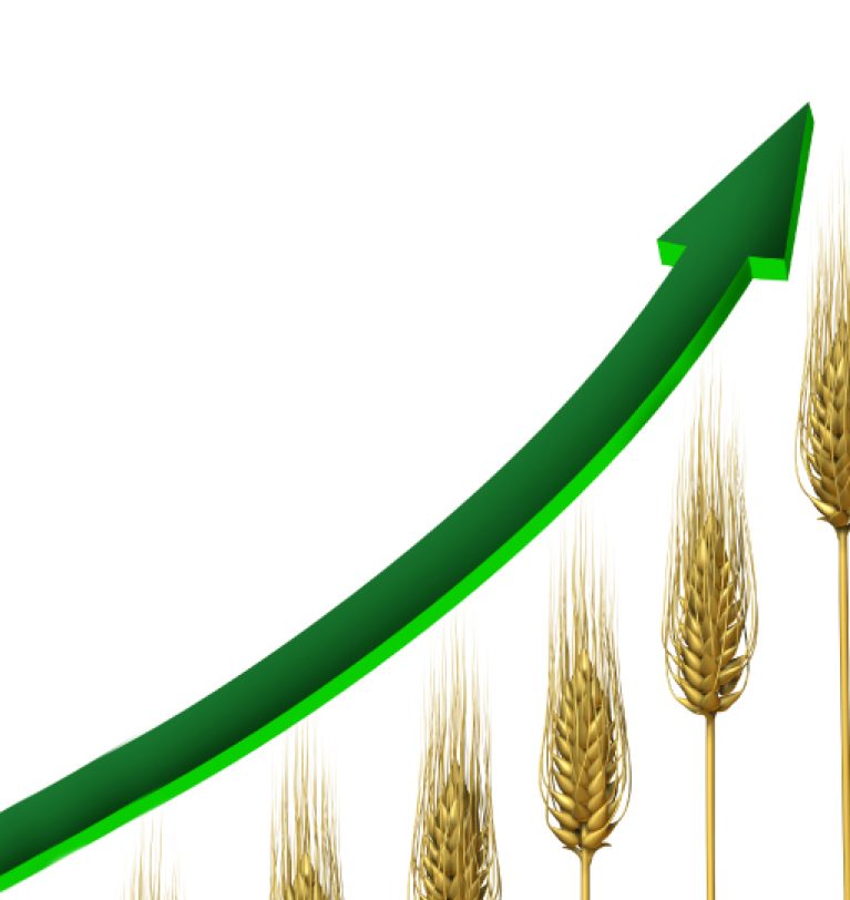 На внутреннем рынке Украине активный рост цены на пшеницу