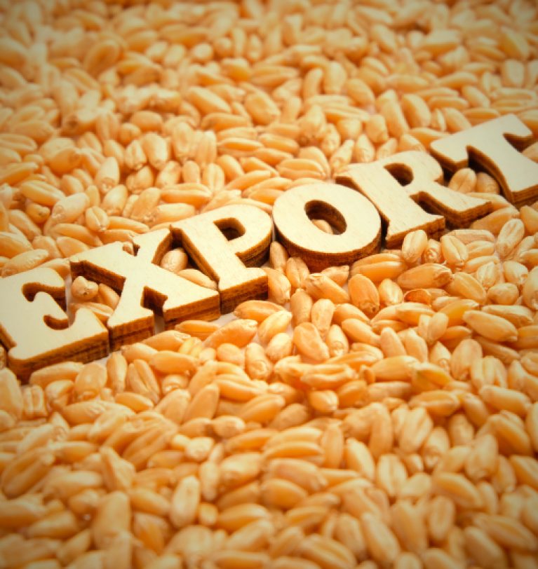 Экспорт зерновых сократился на 36%