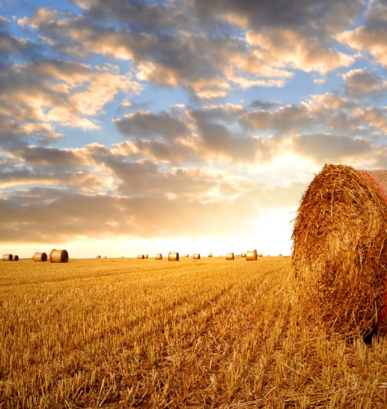 Собрано более 38 млн т  зерновых
