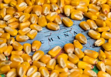Китай увеличил импорт украинской кукурузы на 43%