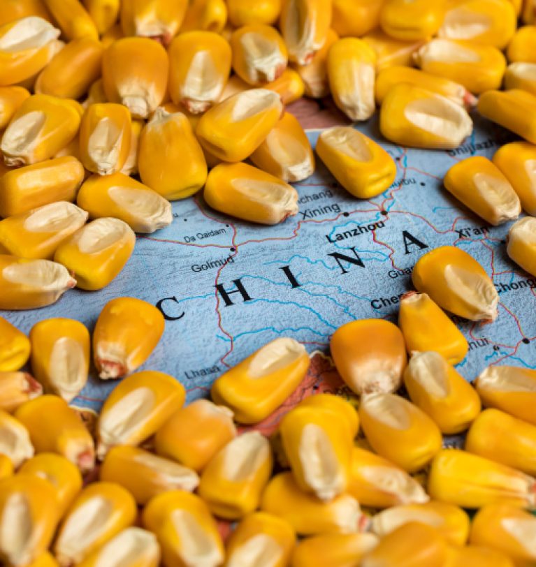 Китай увеличил импорт украинской кукурузы на 43%