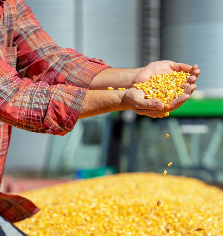 Специалисты прогнозируют дефицит кукурузы в январе