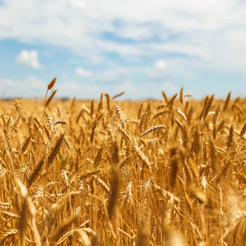 Бангладеш планирует закупить украинскую пшеницу вместо российской