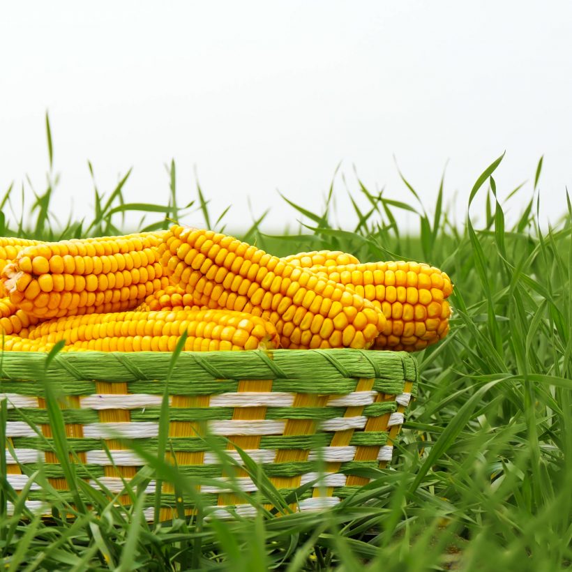 Китай продовжує збільшувати попит на українську кукурудзу нового врожаю