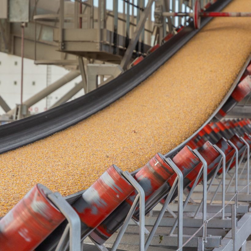Державні запаси української пшениці можуть піти на експорт