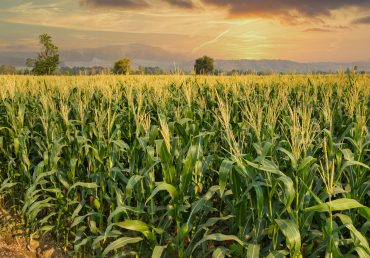 Світовий попит на кукурудзу знизиться – FAO