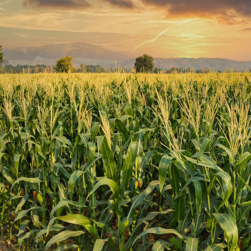 Світовий попит на кукурудзу знизиться – FAO
